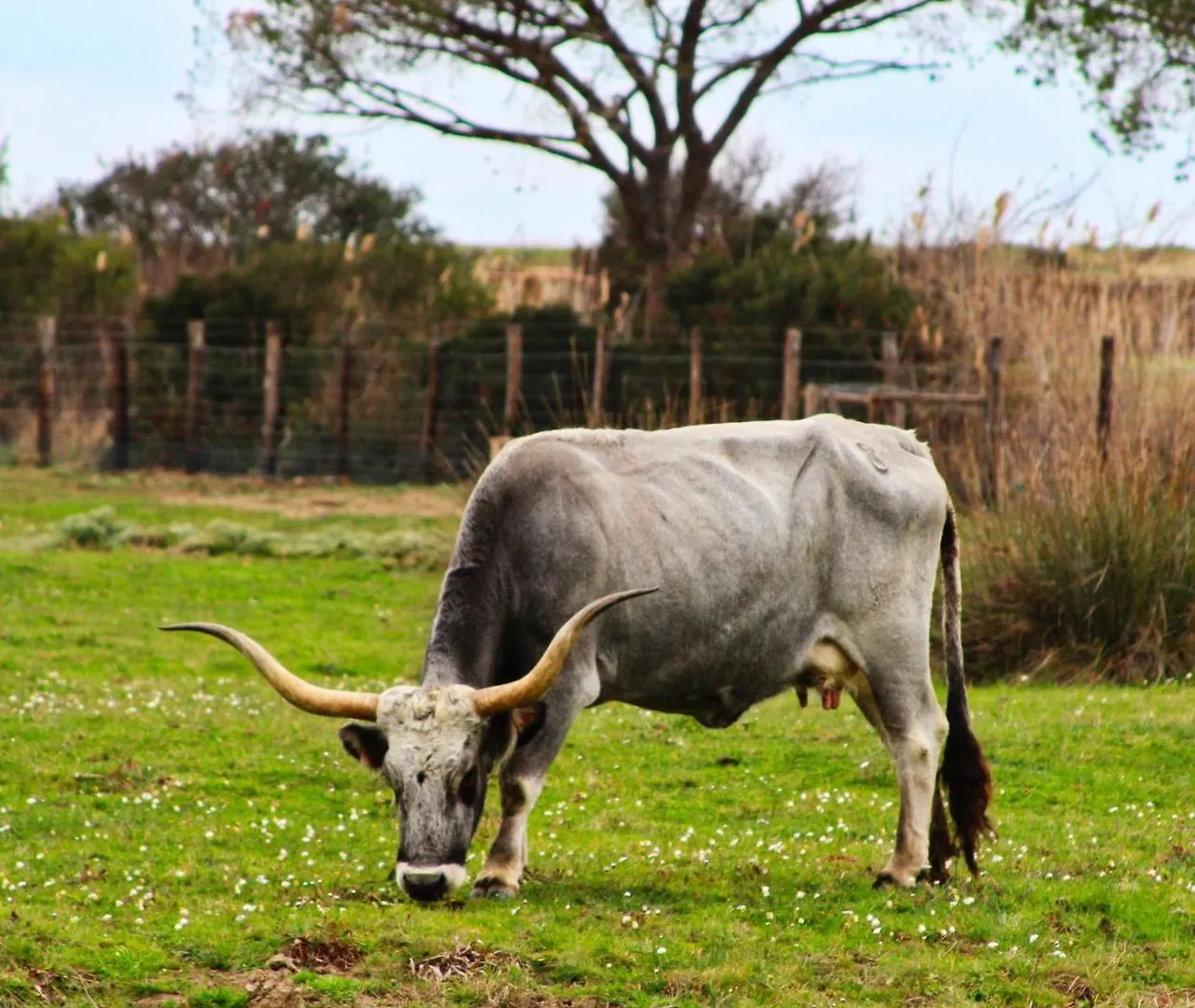 Agriturismo Poderedodici Orbetello Vakantieboerderij